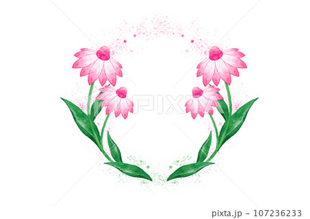 エキナセア 107236233