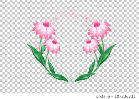 エキナセア 107236233