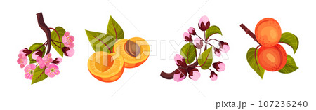 Fresh Apricot Tree Branch as Garden Plant Vector Set Fresh Apricot Tree Branch as Garden Plant Vector Set 107236240