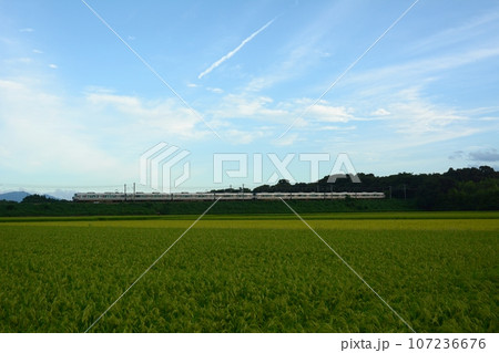 稲穂の実る秋の田園地帯を走る新快速列車 (東海道本線 稲枝 - 能登川, 2023年9月) 稲穂の実る秋の田園地帯を走る新快速列車 (東海道本線 稲枝 - 能登川, 2023年9月) 107236676