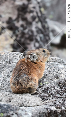 石の上に立つナキウサギ 石の上に立つナキウサギ 107236926