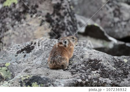 石の上に立つナキウサギ 107236932