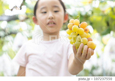旬のぶどう狩りを楽しむ子ども 旬のぶどう狩りを楽しむ子ども 107237550