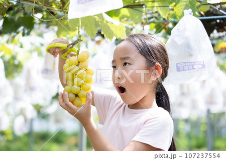 旬のぶどう狩りを楽しむ子ども 107237554
