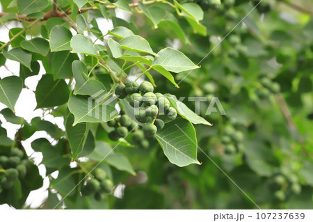 南京黄櫨（ナンキンハゼ）実 107237639