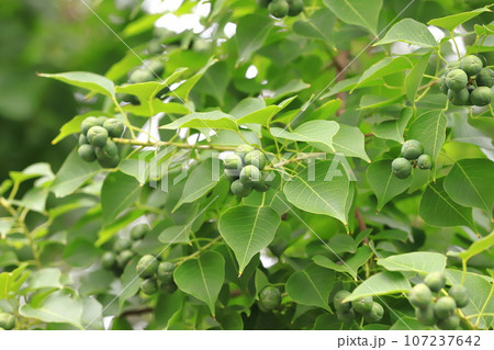 南京黄櫨（ナンキンハゼ）実 107237642