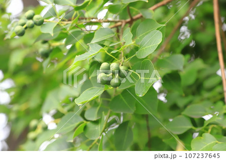 南京黄櫨（ナンキンハゼ）実 107237645