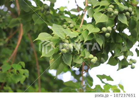 南京黄櫨(ナンキンハゼ)実 南京黄櫨(ナンキンハゼ)実 107237651