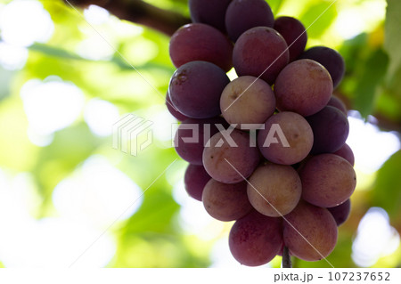 旬のぶどう狩りを楽しむ 旬のぶどう狩りを楽しむ 107237652