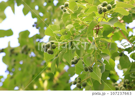 南京黄櫨（ナンキンハゼ）実 107237663