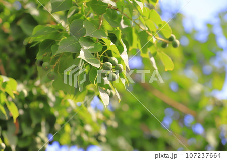 南京黄櫨(ナンキンハゼ)実 南京黄櫨(ナンキンハゼ)実 107237664