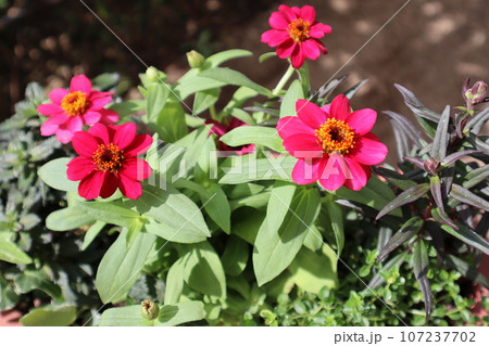 赤いジニアの花寄せ植え 107237702