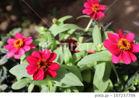 赤いジニアの花寄せ植え 赤いジニアの花寄せ植え 107237706