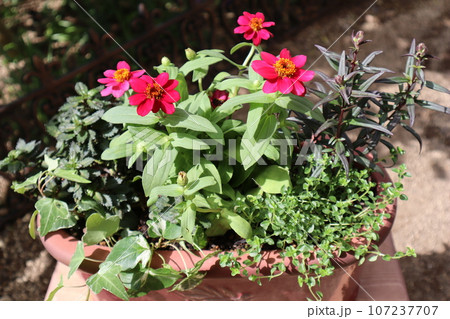 赤いジニアの花寄せ植え 107237707