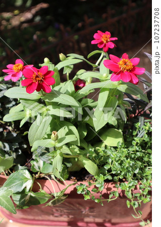 赤いジニアの花寄せ植え 107237708