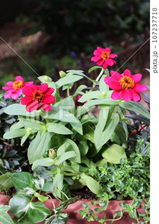 赤いジニアの花寄せ植え 赤いジニアの花寄せ植え 107237710