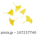 黄葉した銀杏の葉の水彩画 107237740