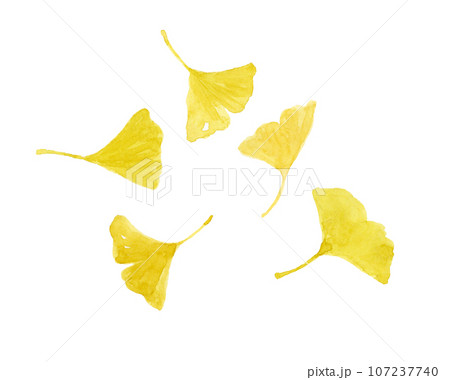 黄葉した銀杏の葉の水彩画 107237740
