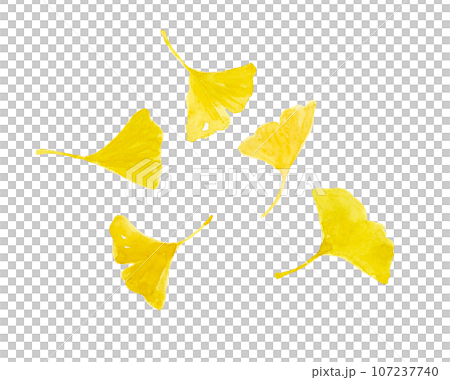 Watercolor painting of yellowed ginkgo leaves 107237740