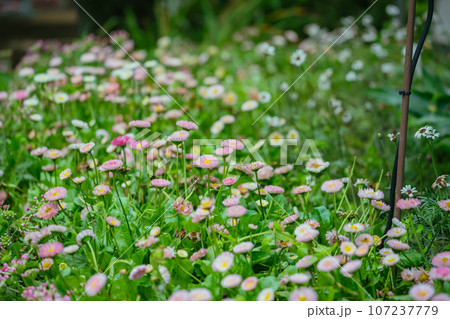 春に咲くペラペラヨメナの花々 春に咲くペラペラヨメナの花々 107237779