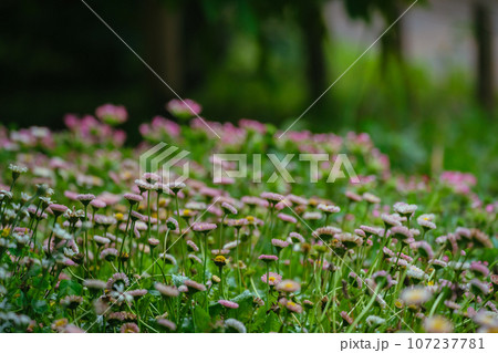 春に咲くペラペラヨメナの花々 107237781