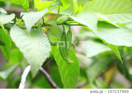 エンジェルストランペット（木立朝鮮朝顔/キダチチョウセンアサガオ）の実 107237900