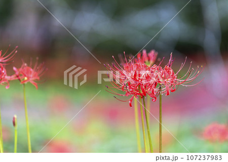 雨上がりの船岡城址公園　水滴とヒガンバナ　しばた曼珠沙華まつり　宮城県柴田町 107237983