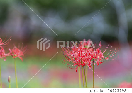 雨上がりの船岡城址公園　水滴とヒガンバナ　しばた曼珠沙華まつり　宮城県柴田町 107237984
