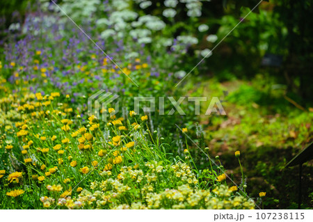 春に咲くキンポウゲの花々 春に咲くキンポウゲの花々 107238115