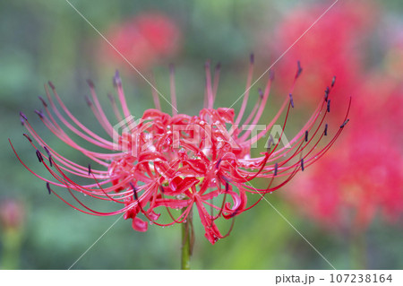 雨上がりの船岡城址公園 水滴とヒガンバナ しばた曼珠沙華まつり 宮城県柴田町 雨上がりの船岡城址公園 水滴とヒガンバナ しばた曼珠沙華まつり 宮城県柴田町 107238164