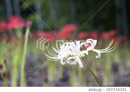 雨上がりの船岡城址公園　水滴と白いヒガンバナ　しばた曼珠沙華まつり　宮城県柴田町 107238181
