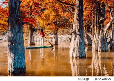 Stand up paddle board and woman swim at river between Taxodium trees in autumnal season. SUP boarding on a quiet lake Stand up paddle board and woman swim at river between Taxodium trees in autumnal season. SUP boarding on a quiet lake 107238659