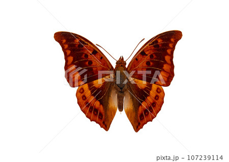water charaxes (charaxes nichetes) isolated on white background 107239114