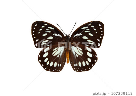 common forest queen (euxanthe eurinome) isolated on white background common forest queen (euxanthe eurinome) isolated on white background 107239115