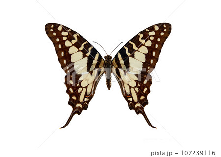 large striped swordtail (graphium antheus) isolated on white background 107239116