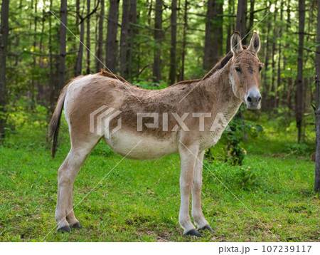 kulan standing in the background of the forest 107239117