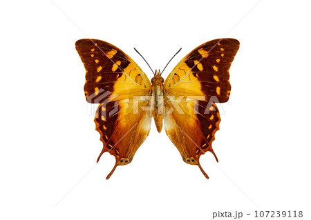 madagascar green veined charaxes (charaxes antamboulou) isolated on white background 107239118