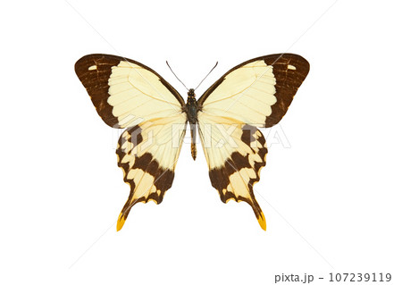 african swallowtail (papilio dardanus) isolated on white background 107239119