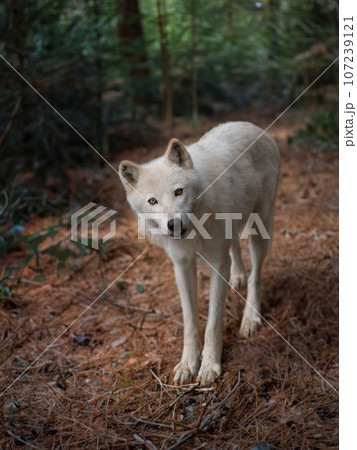 Arctic white wolf standing on the background of the forest in summer 107239121