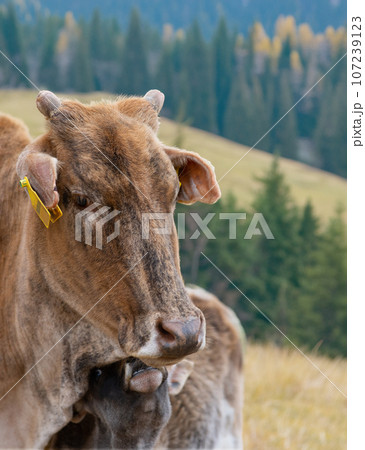 Cow with a baby in a pasture in the mountains against the backdrop of a forest 107239123