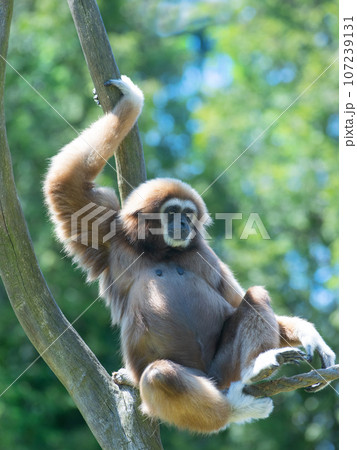 lar gibbon sitting on a tree on a green background lar gibbon sitting on a tree on a green background 107239131