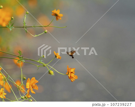 キバナコスモスの蜜を吸うホウジャク キバナコスモスの蜜を吸うホウジャク 107239227