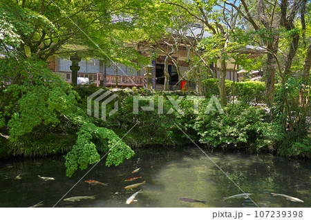 【大寧寺】 山口県長門市深川湯本門前 107239398