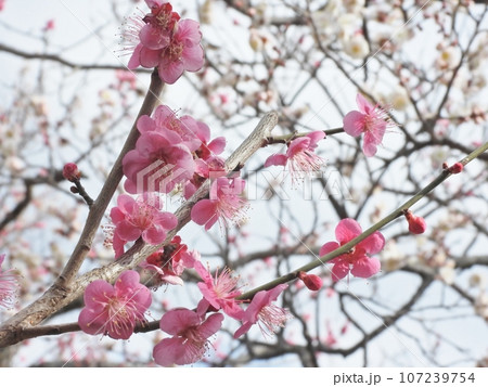 紅梅 紅梅 107239754