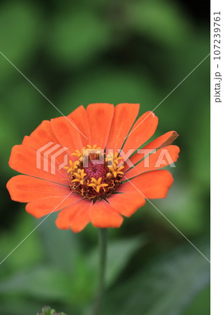 ジニア 0262 ジニア 0262 107239761