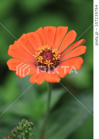 ジニア　0265 107239764