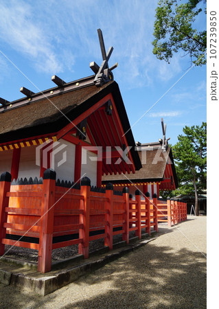 晩夏の住吉大社　国宝の本殿 107239850