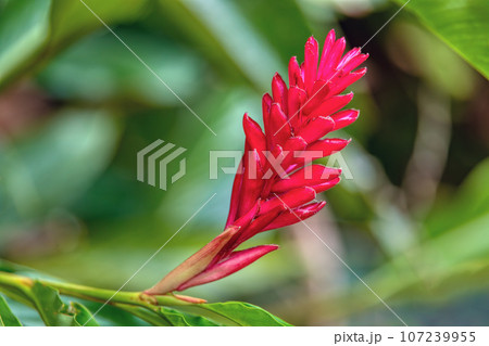 Alpinia purpurata will grow in rainforest of Costa Rica 107239955