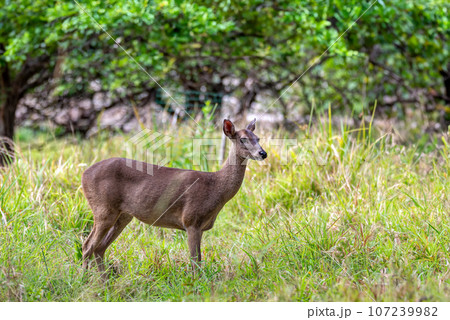 White-tailed deer, Odocoileus virginianus, Curu Wildlife Reserve, Costa Rica wildlife White-tailed deer, Odocoileus virginianus, Curu Wildlife Reserve, Costa Rica wildlife 107239982