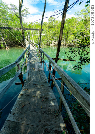 Wooden bridge pathway over marshy river with vegetation thicket Wooden bridge pathway over marshy river with vegetation thicket 107239985
